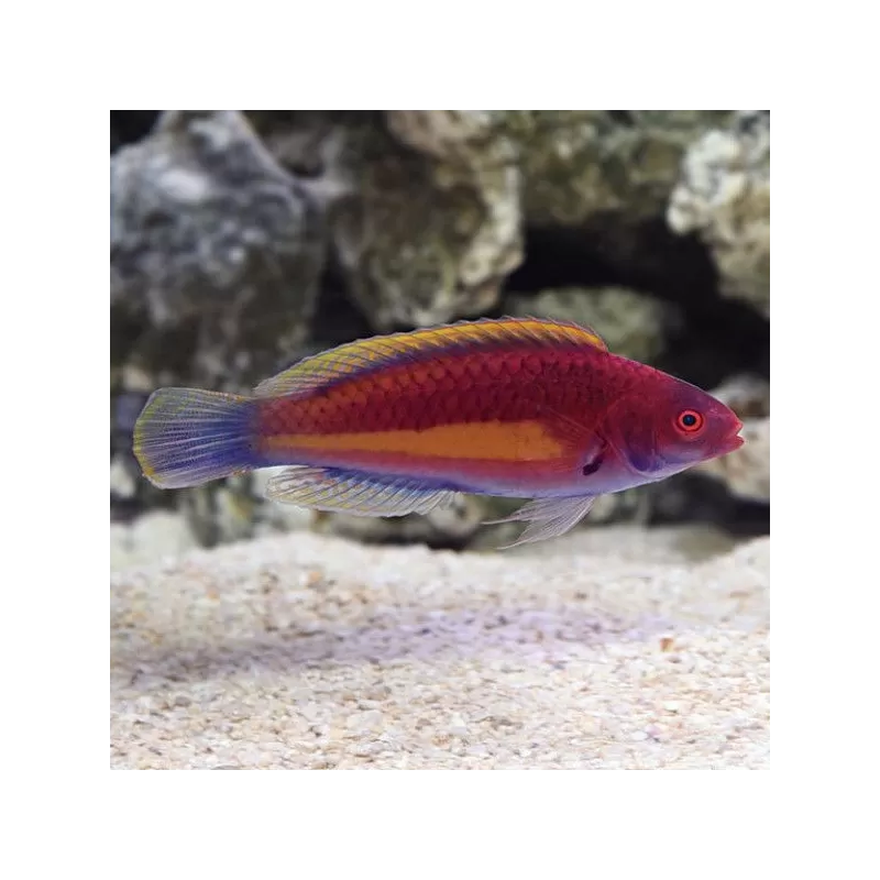 Cirrhilabrus Luteovittatus