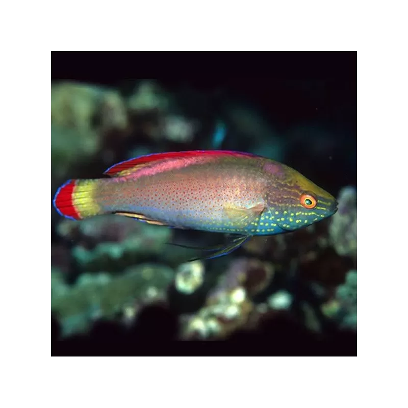 cirrhilabrus rubrimarginatus