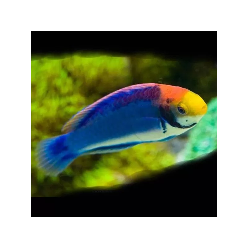 Cirrhilabrus Solorensis bali M Cirrhilabrus Solorensis bali M
