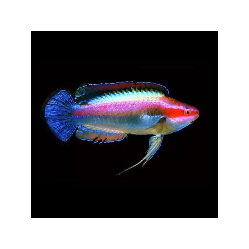 Cirrhilabrus Temmincki