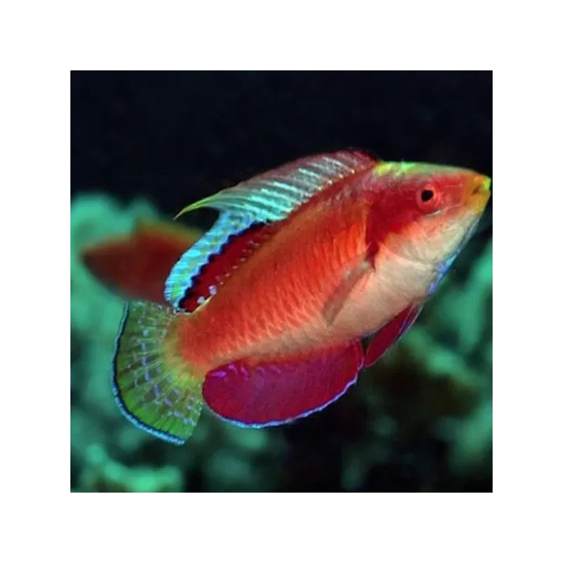 Cirrhilabrus tonozukai