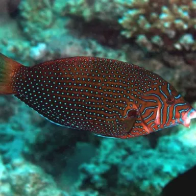 anampses caeruleopuncatus