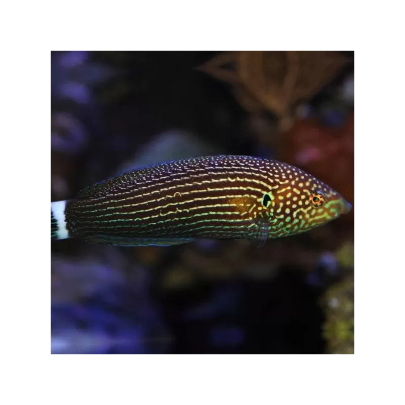 anampses lineatus M