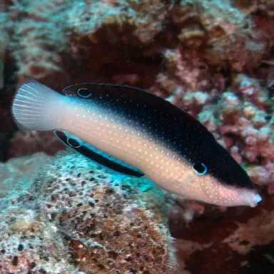 Anampses Neoguinaicus