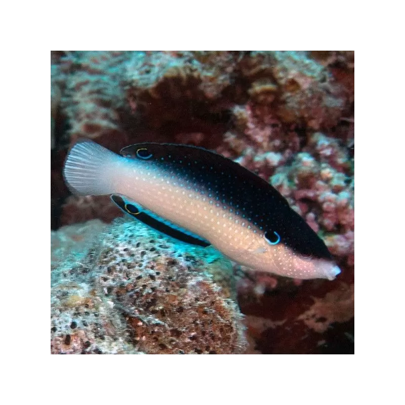 Anampses Neoguinaicus