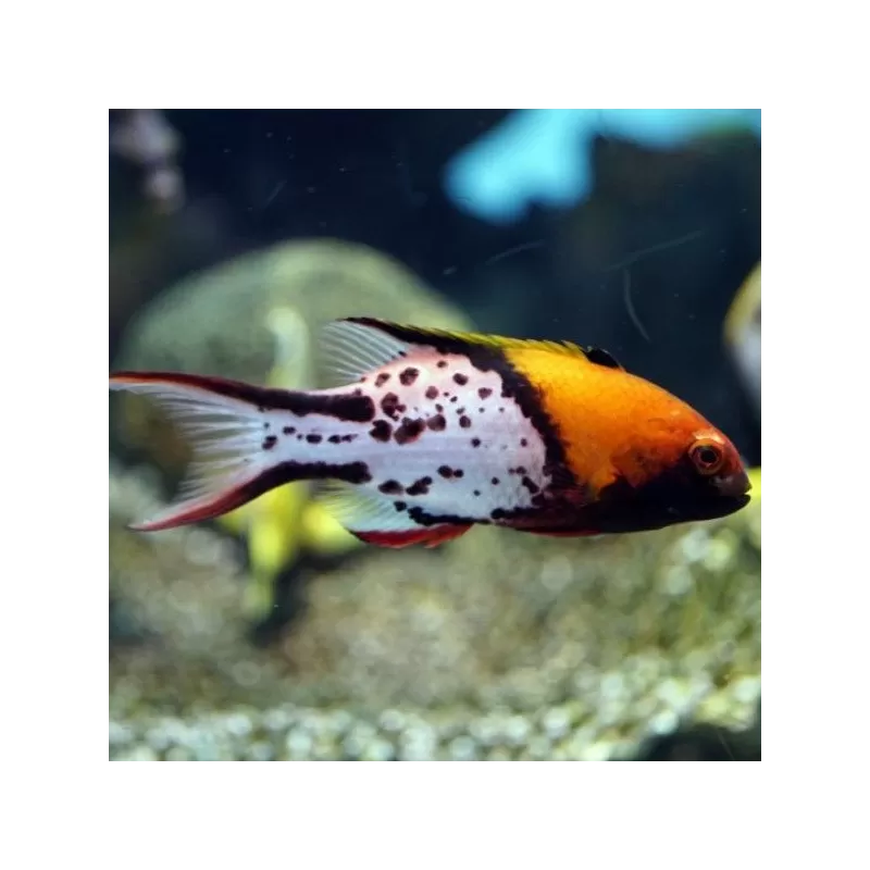 Bodianus Anthioides M