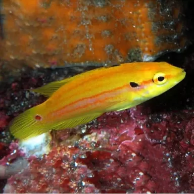 Bodianus Bimaculatus