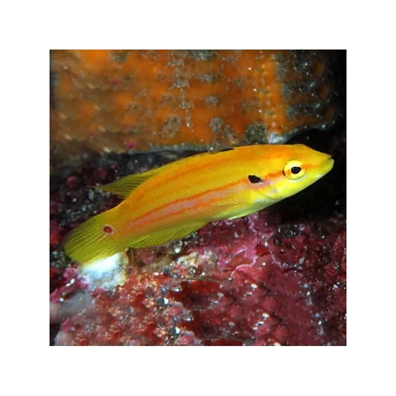 Bodianus Bimaculatus