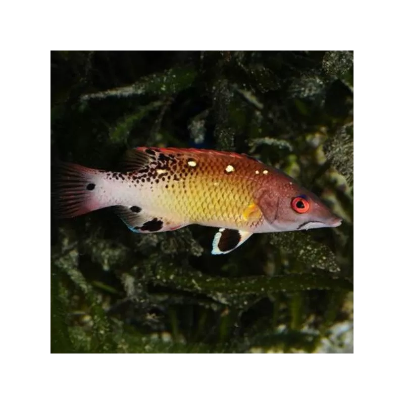 Bodianus diana M