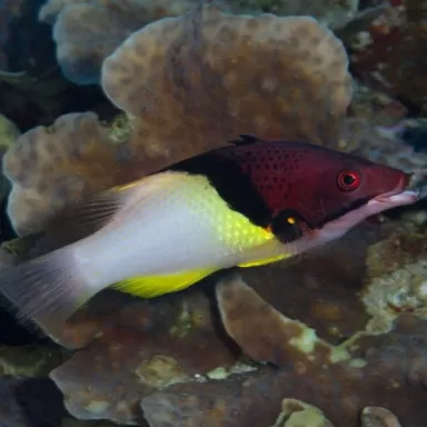 Bodianus Mesothorax M