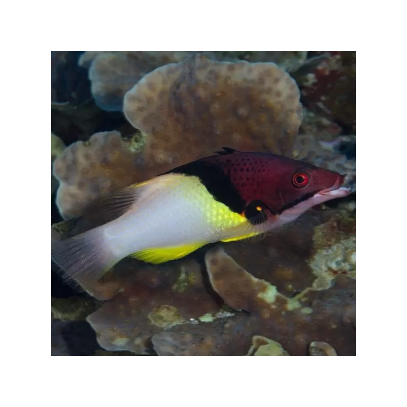Bodianus Mesothorax M