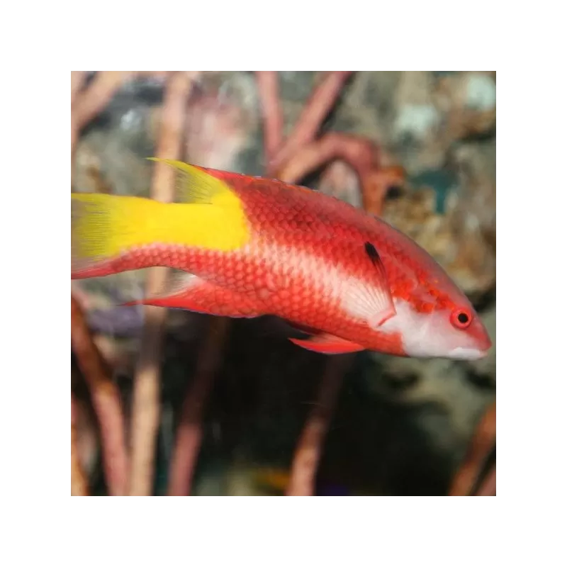 Bodianus der Schöne