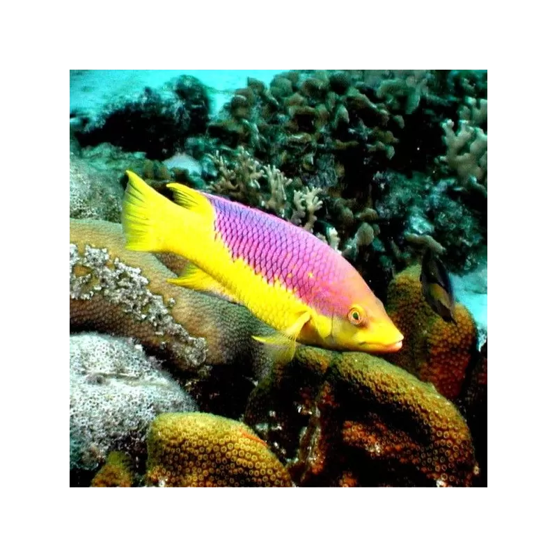 Bodianus Rufus M Bodianus Rufus M