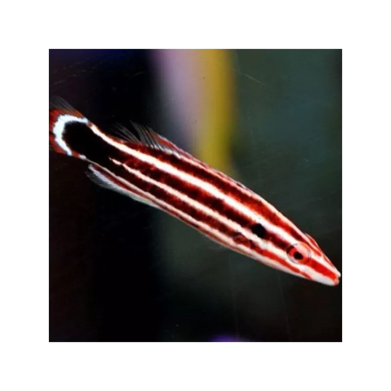 bodianus sepiacauda bodianus sepiacauda