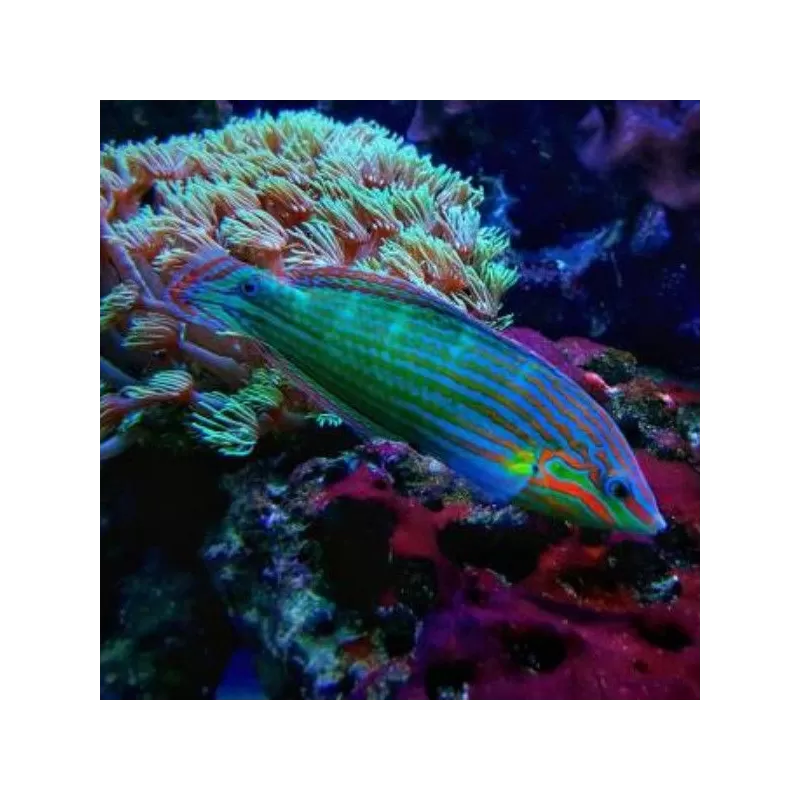 Halichoeres Melanurus Halichoeres Melanurus