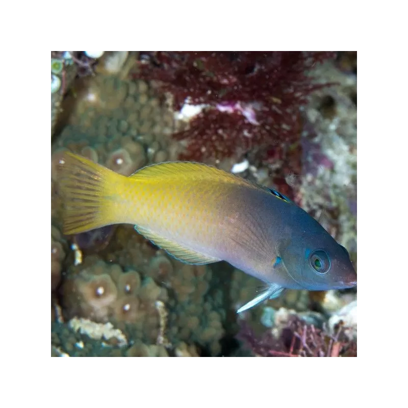 Halichoeres Prosopeion