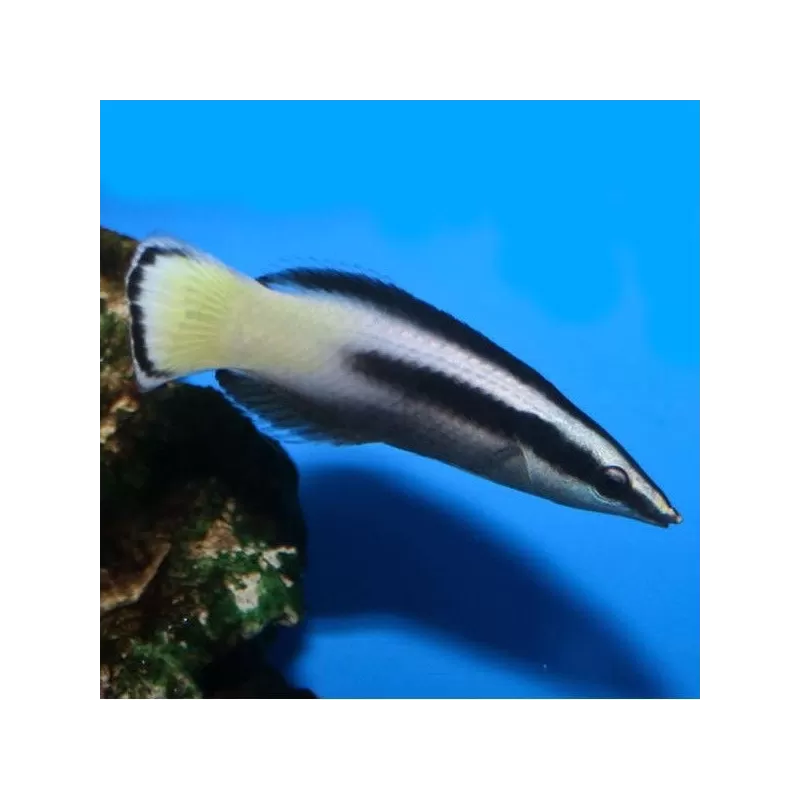 Labroides Bicolor M Labroides Bicolor M