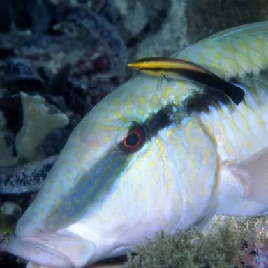 labroides pectoralis