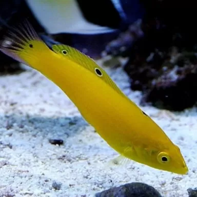 Halichoerus Chrysus M