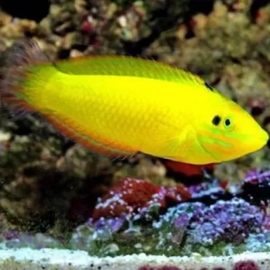 Halichoerus Chrysus M