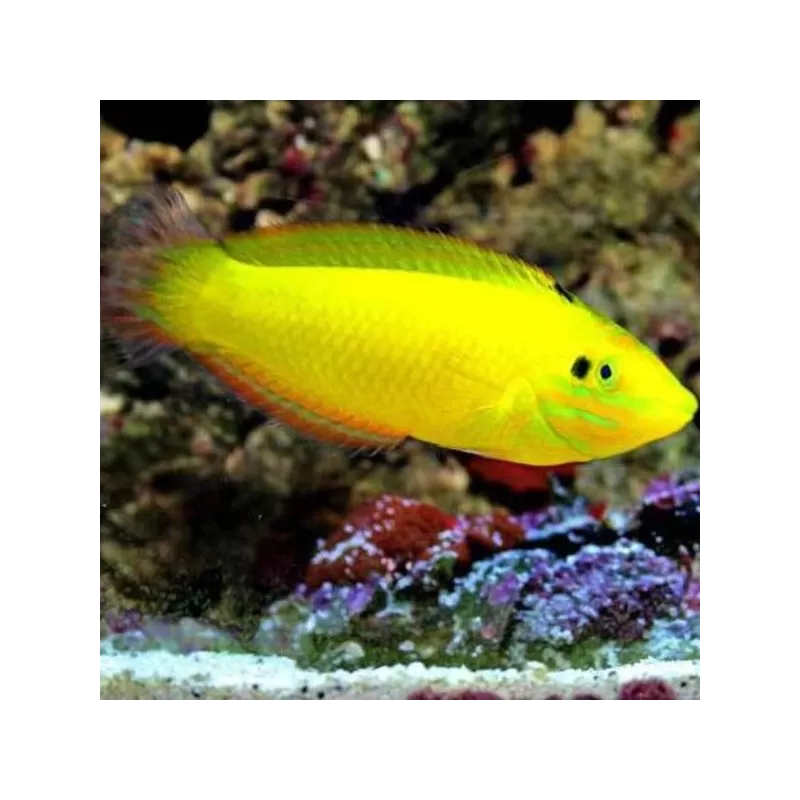 Halichoerus Chrysus M Halichoerus Chrysus M