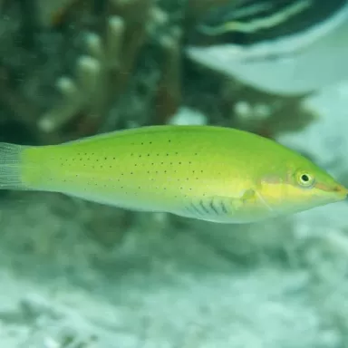 Halichoerus Chloropterus M