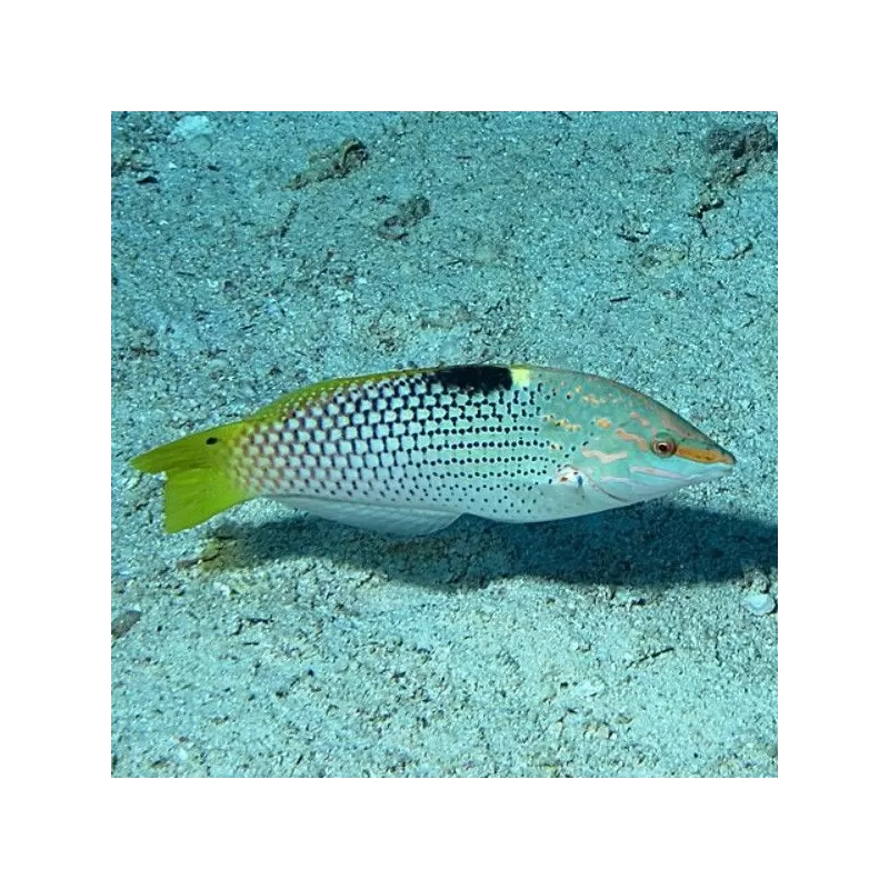 Halichoerus Hortulanus M