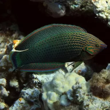 halichoerus marginatus M