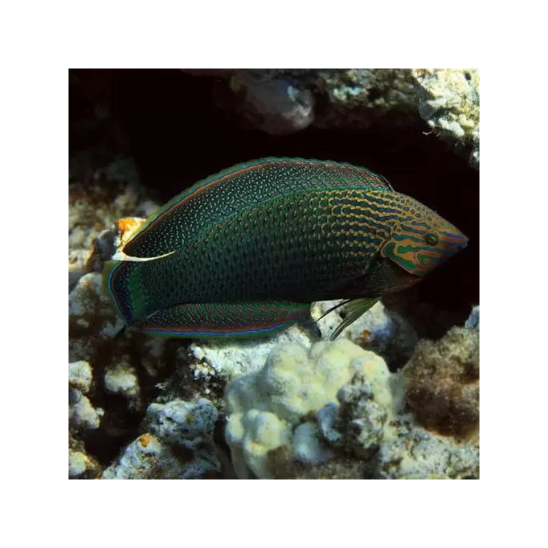 halichoerus marginatus M