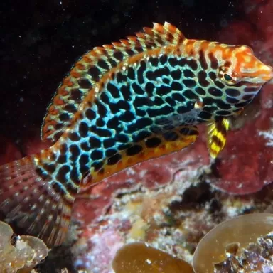 Macropharyngodon Meleagris