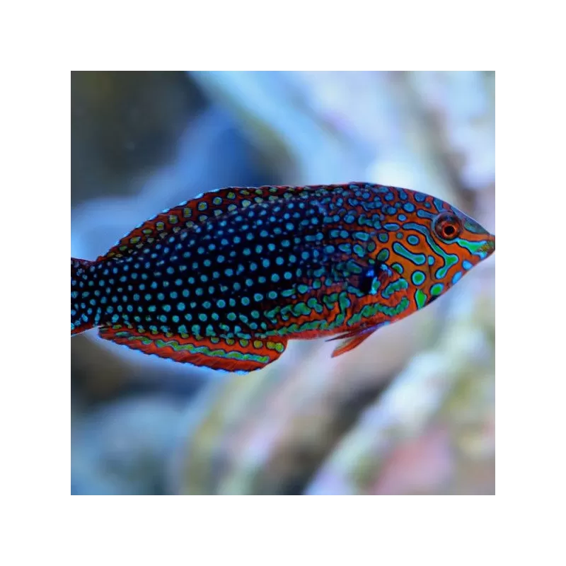 Macropharyngodon Ornatus meleagris M Macropharyngodon Ornatus meleagris M