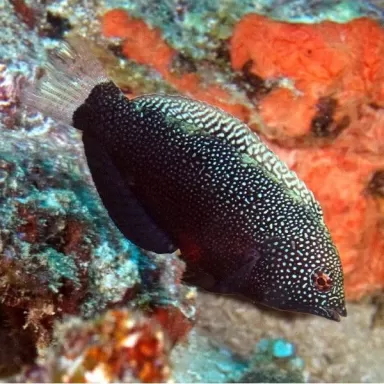 macropharyngodon negrosenses