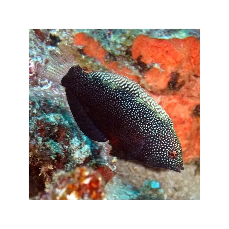 macropharyngodon negrosenses