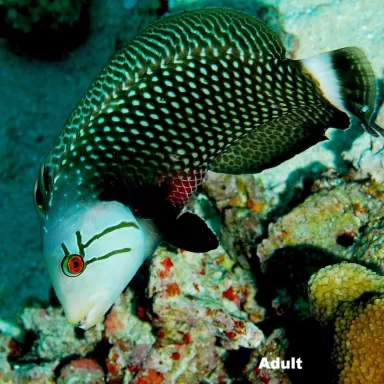 novaculichthys taeniourus green brown M