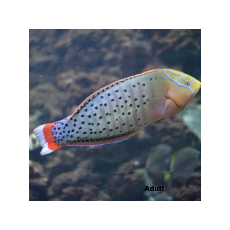 coris formosa L
