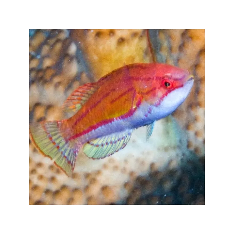 Paracheilinus flavianalis