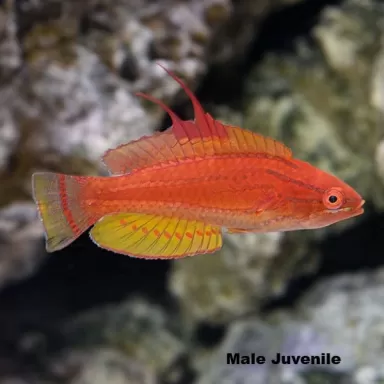 Paracheilinus flavianalis