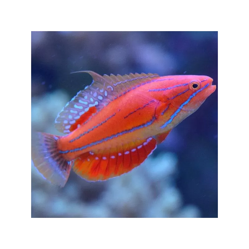 Paracheilinus Mccoskeri Paracheilinus Mccoskeri