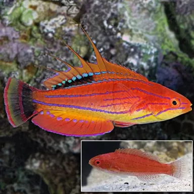 Paracheilinus Carpenterii