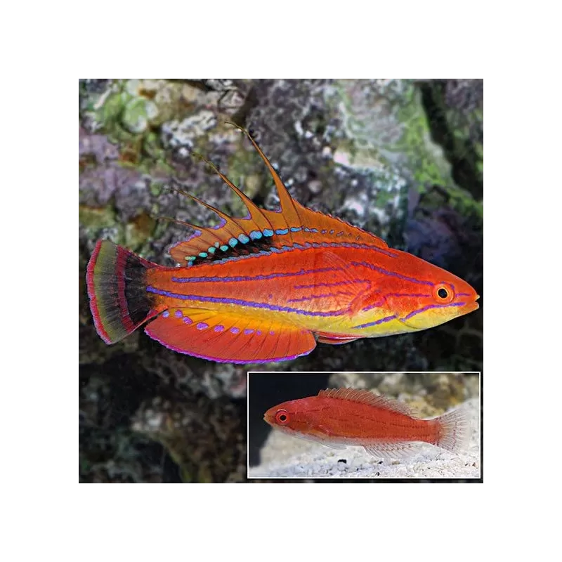 Paracheilinus Carpenterii Paracheilinus Carpenterii