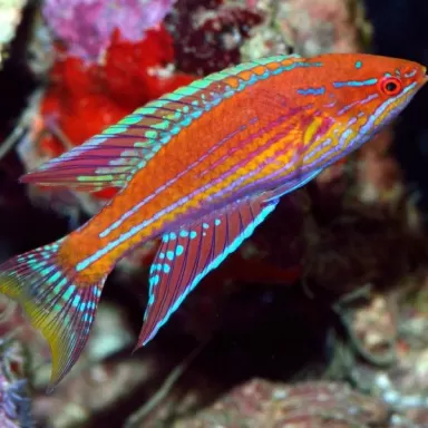 Paracheilinus Angulatus