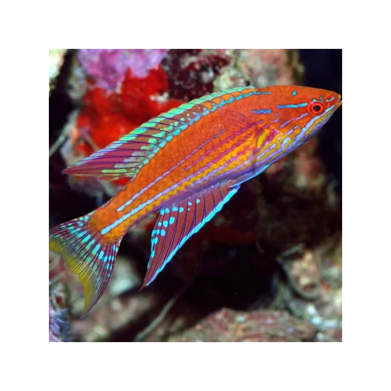 Paracheilinus Angulatus