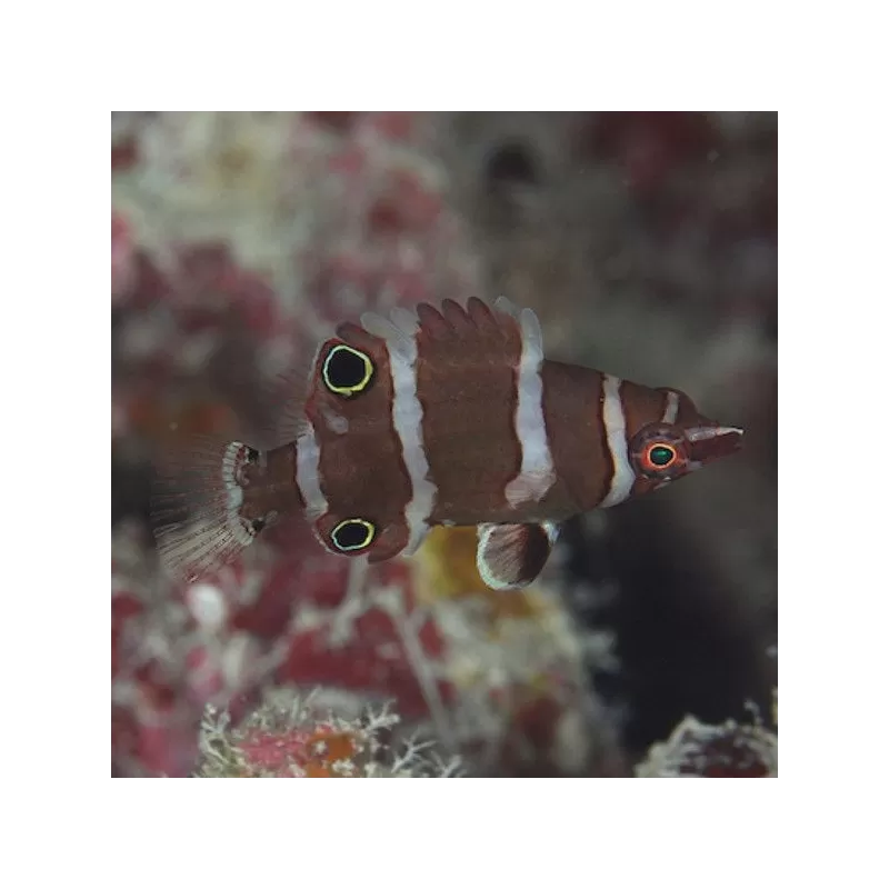 Nassmorella Nigropinnata