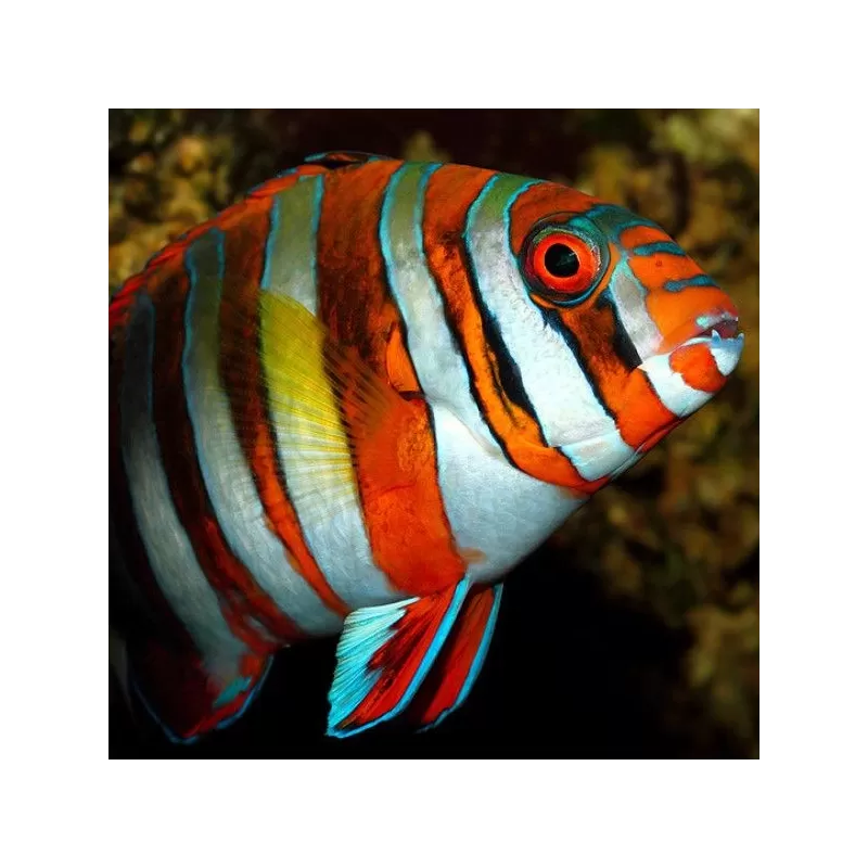 Choerodon Lienardella Fasciata M