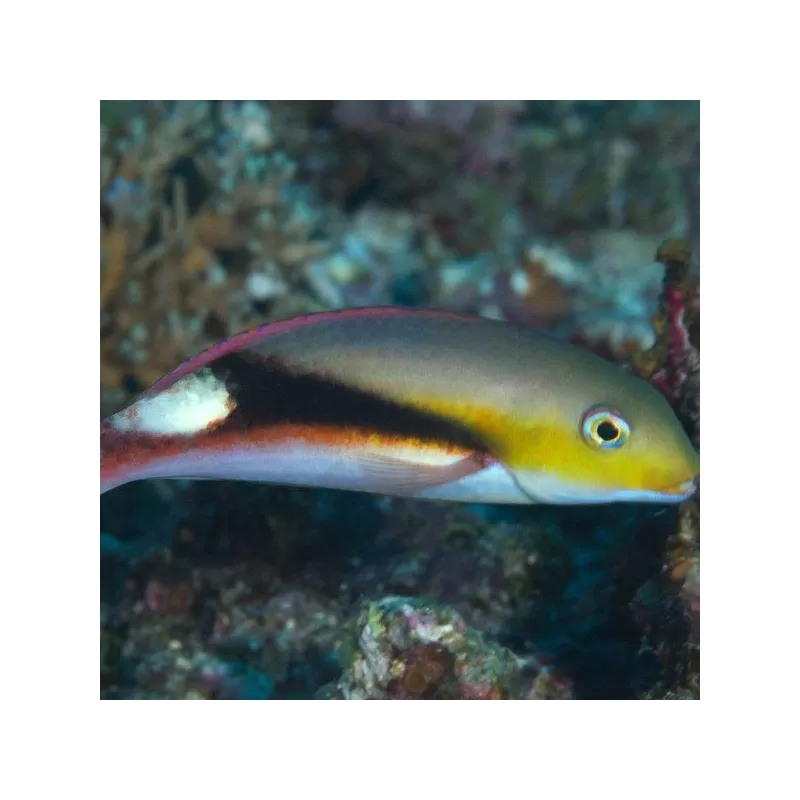 Choerodon Jordani