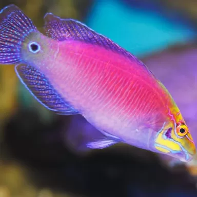 Pseudochelinus Ocellatus