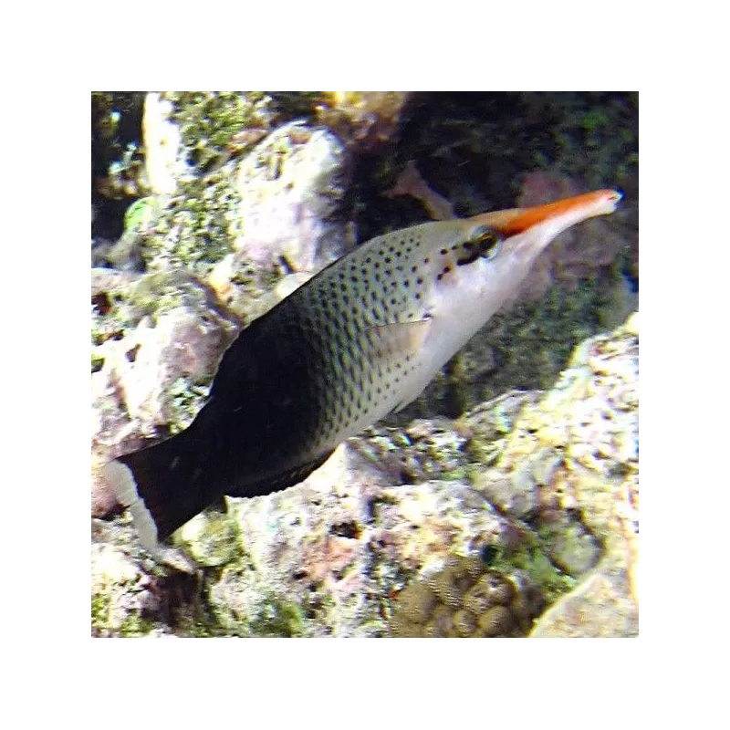Gomphosus Caeruleus brown M Gomphosus Caeruleus brown M