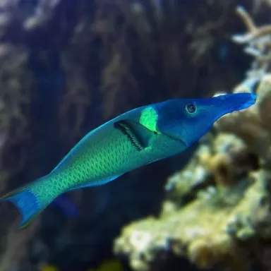 Gomphosus Caeruleus green M