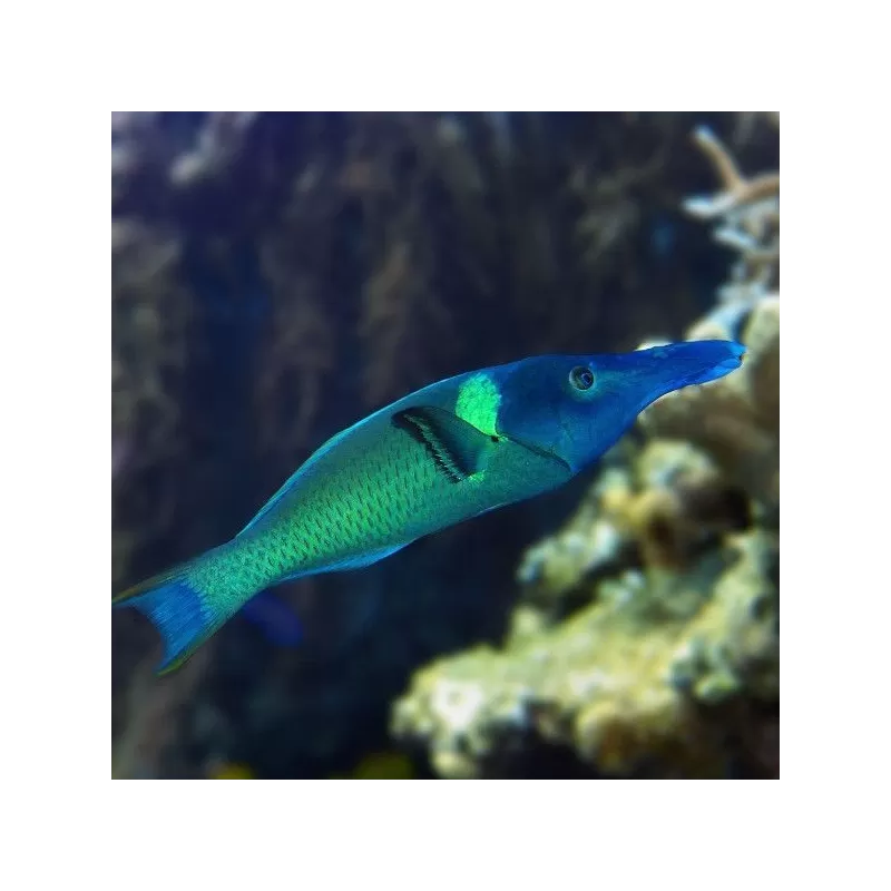 Gomphosus Caeruleus green M Gomphosus Caeruleus green M