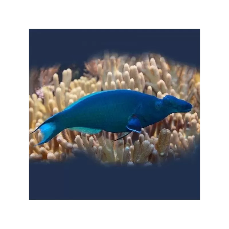 gomphosus caeruleus green L